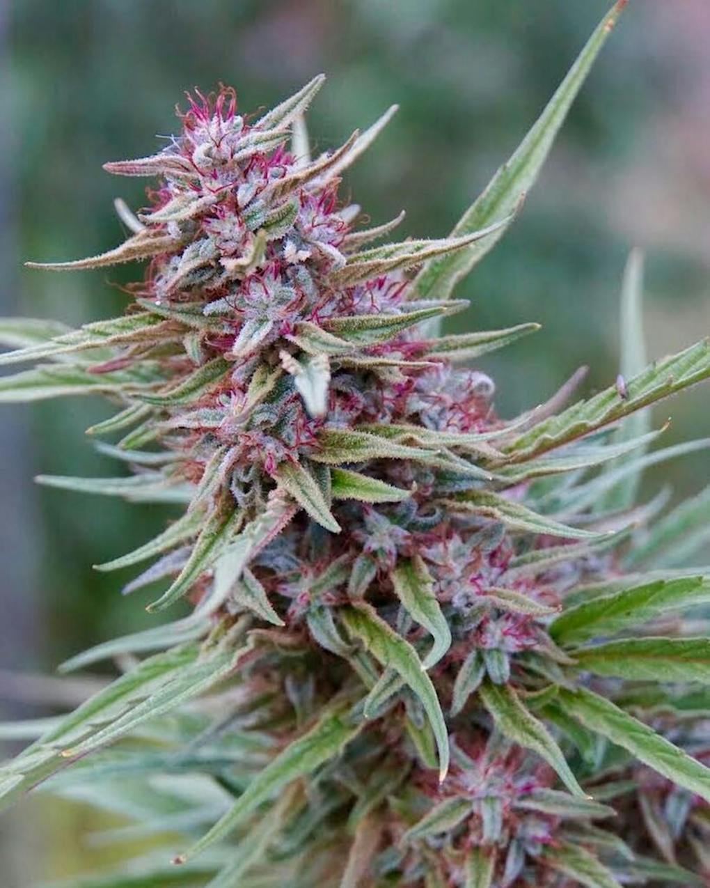 May 2024 Leafly HighLight: Pink Runtz strain | Leafly