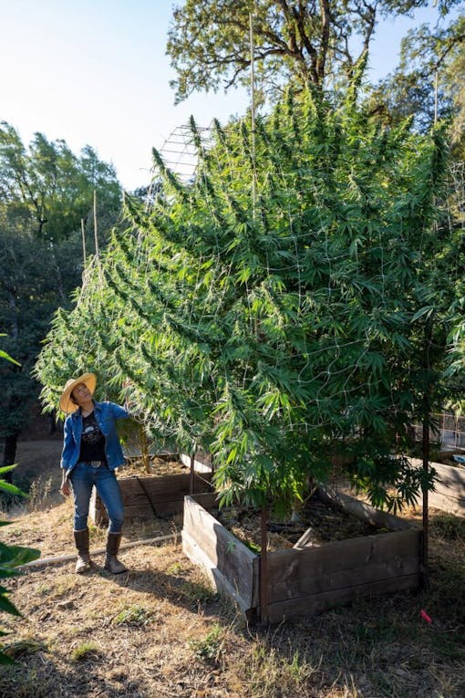 Moon Made Farms' TK stands next to the massive Sapphire Tsu grown without bottled, salt-based nutrients. (Photo by La OSa, Courtesy Moon Made Farms)
