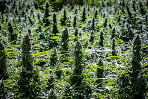 Greenshock Farms in Willits, CA. (Mike Rosati for Leafly)