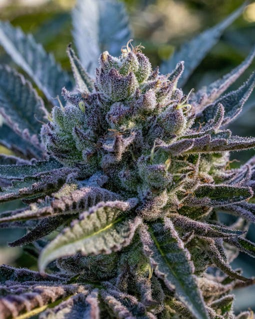 Ridgeline LANTZ. (Courtesy Ridgeline Farms)