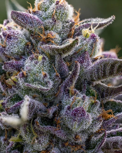 Runtz from Ridgeline Farms in Humboldt County, CA 2022. (Courtesy Ridgeline Farms)