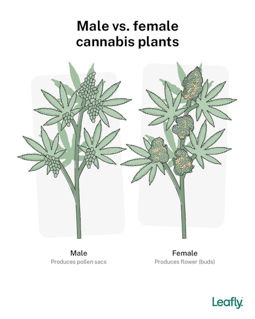 male vs female cannabis plants