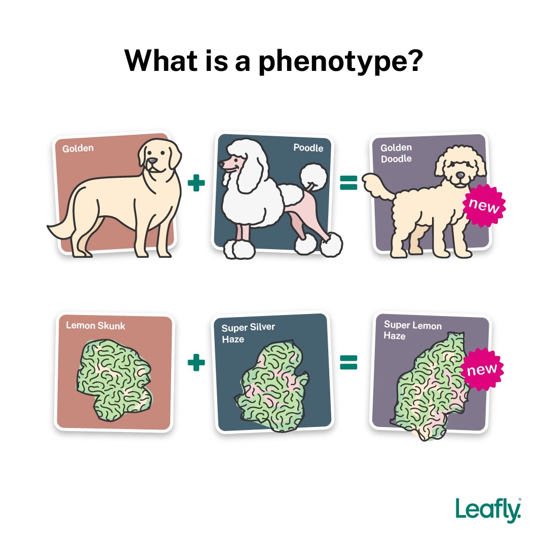 How are new weed strains created? | Leafly