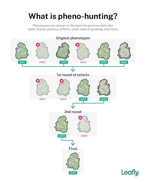 what is phenohunting