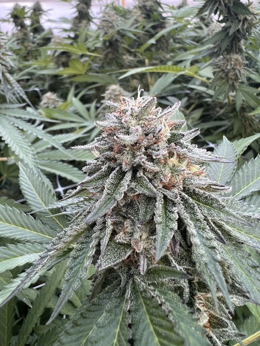 Sherbisnki Gello project 2022. (Courtesy Sherbinski)