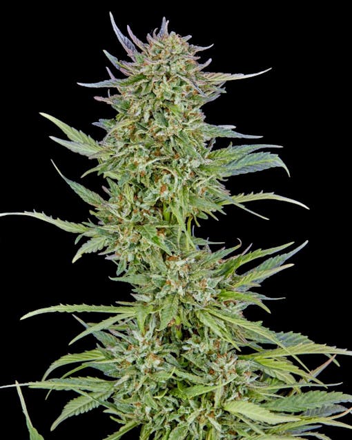 GastroPop grown at Sonoma Hills Farm, bred by Compound Genetics. (Courtesy Sonoma Hills Farm)