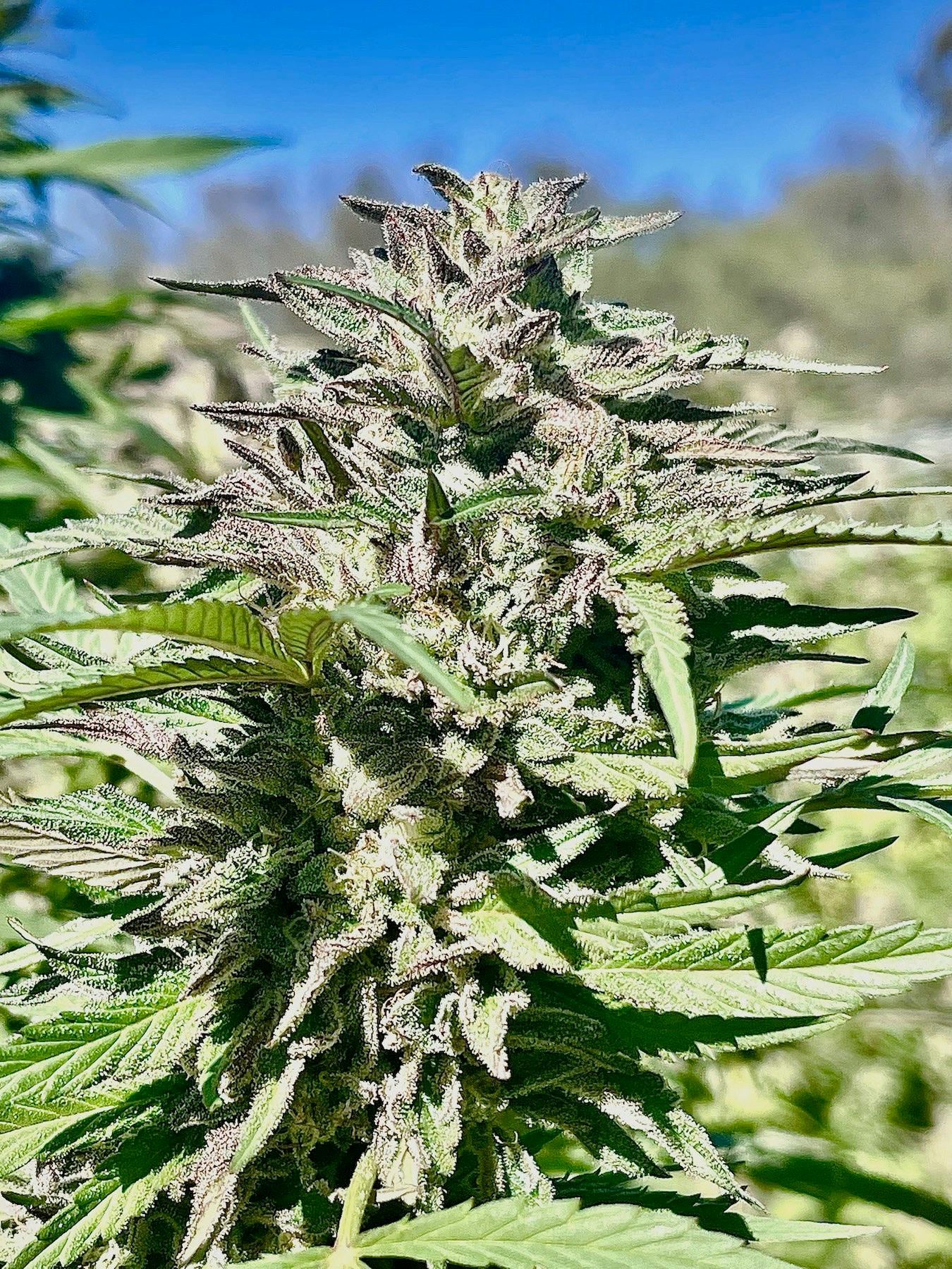 12 best marijuana strains of the 2022 harvest Leafly