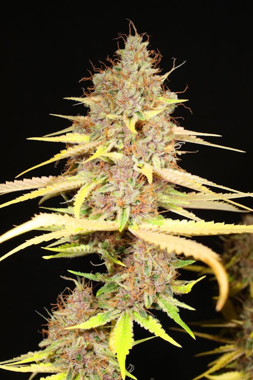 Super Silver Pupil. (Courtesy Mass Medical Strains)