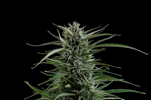 Maracuya. (Courtesy Esentia Gardens)