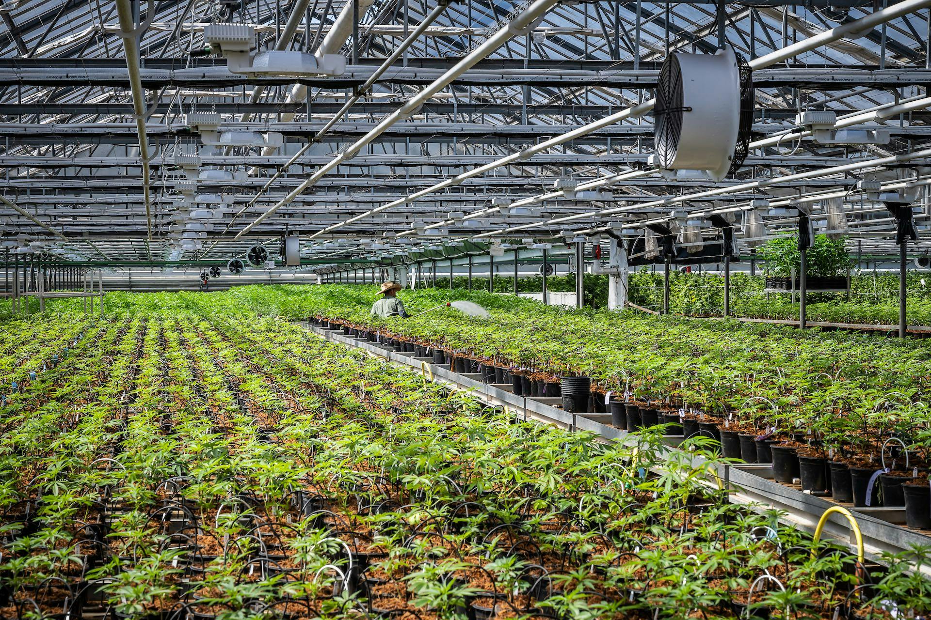 Legal cannabis is America's 6th biggest cash crop image