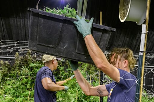 (CannaPics for Leafly)