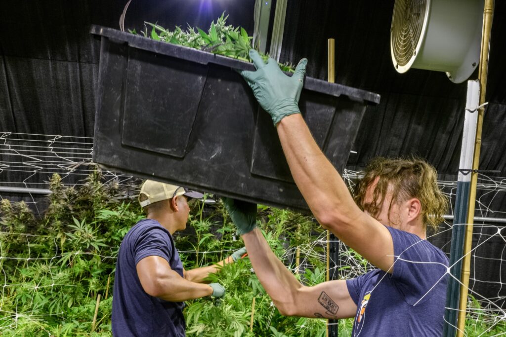 (CannaPics for Leafly)