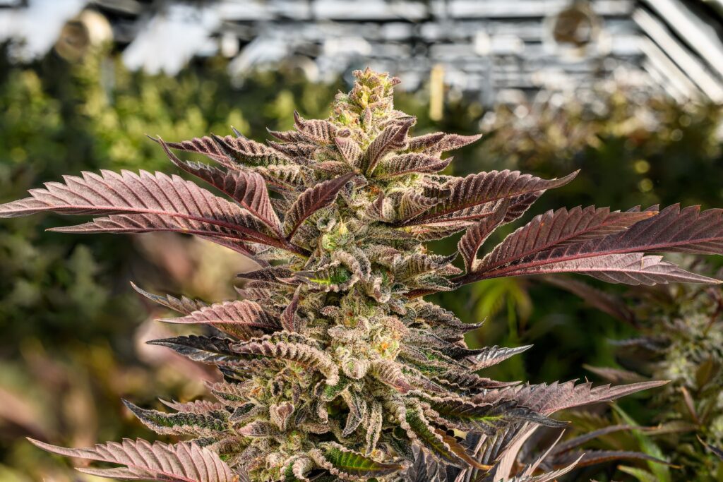 (CannaPics for Leafly)