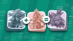 how are new weed strains created