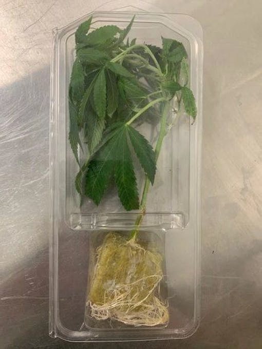 cannabis clone