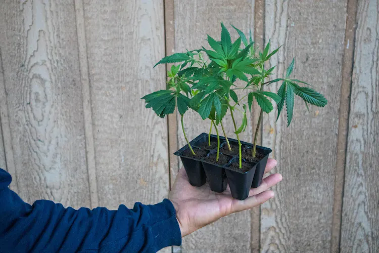 Where to buy weed clones online image