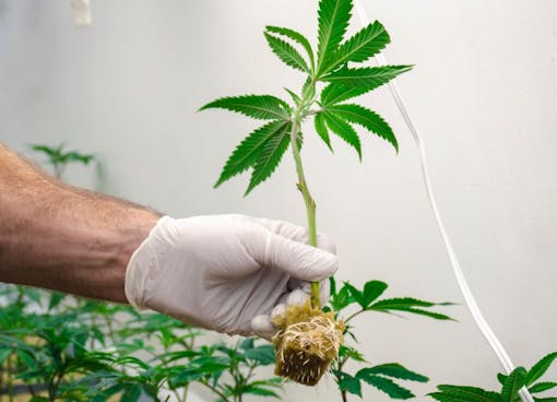 cannabis clone