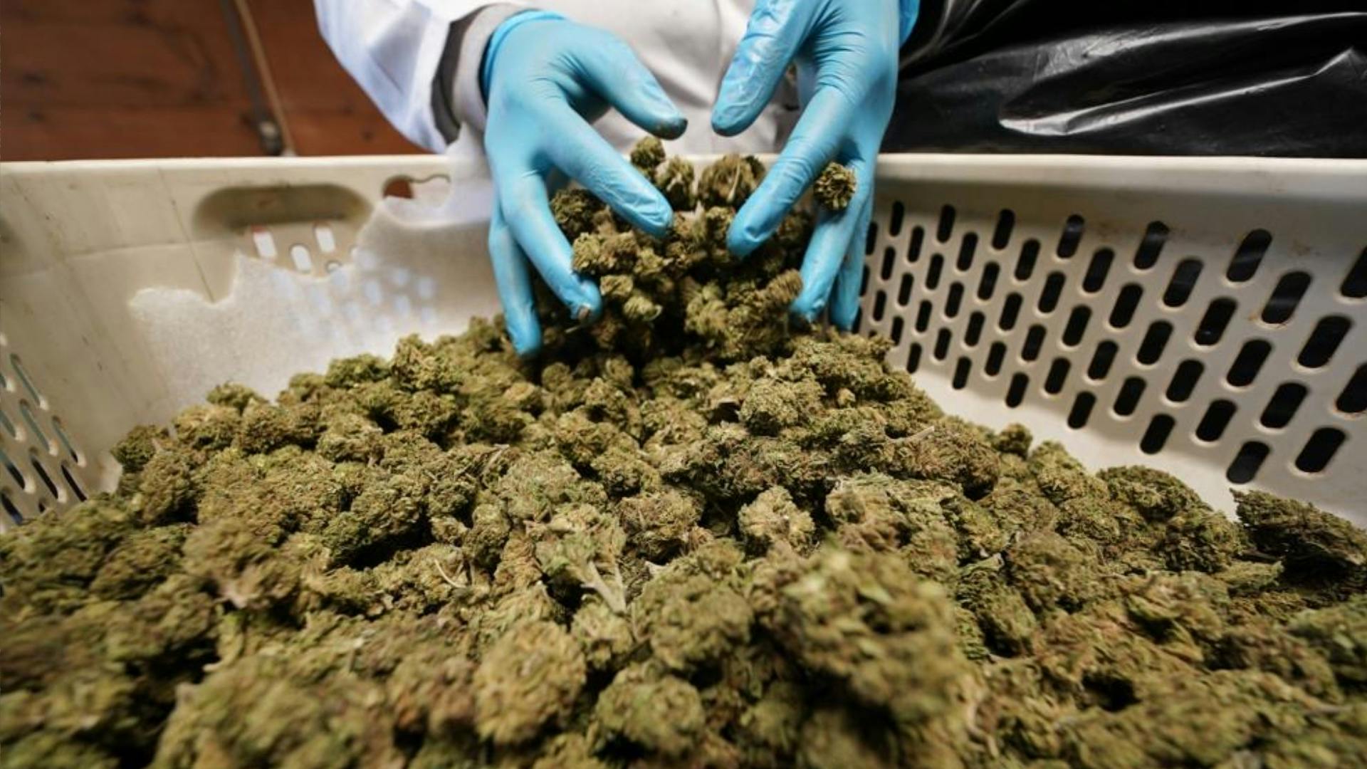 8 guidelines that will shape New York’s legal cannabis industry image