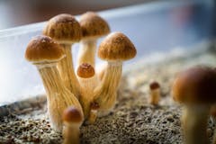 psilocybin mushrooms