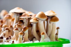 magic mushrooms psilocybin