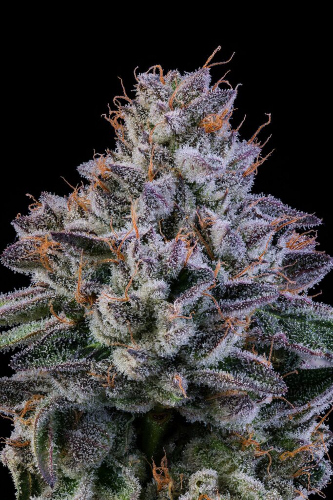 Big Dipper shines bright. Indica hybrid. (Courtesy Cookies)