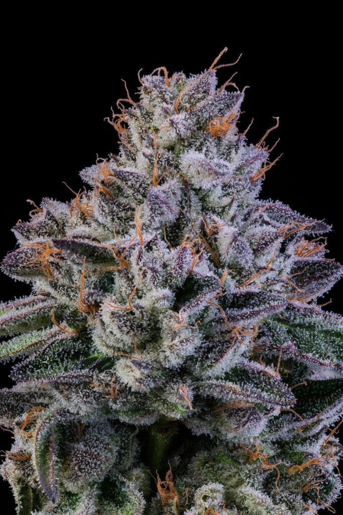 Big Dipper shines bright. Indica hybrid. (Courtesy Cookies)
