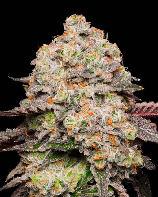 All-star Gary Payton. Indica hybrid. (Courtesy Cookies)