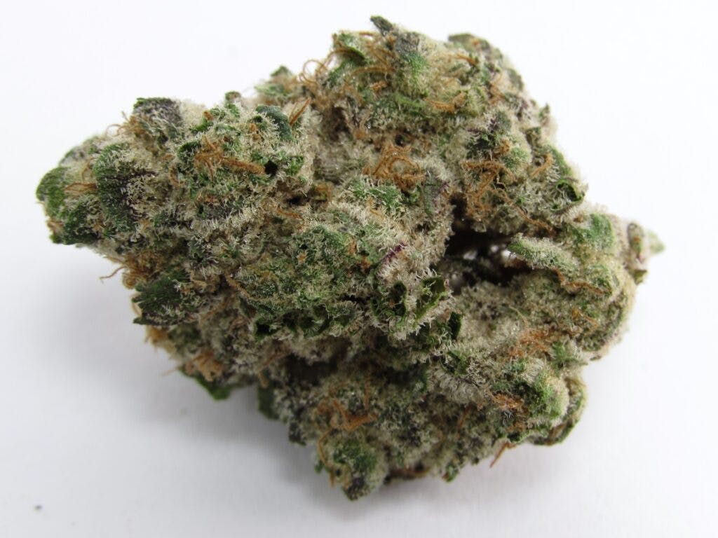 Phinest cloned and grown Grapes N Cream. Bred by Cannarado. Indica hybrid. (David Downs/Leafly)