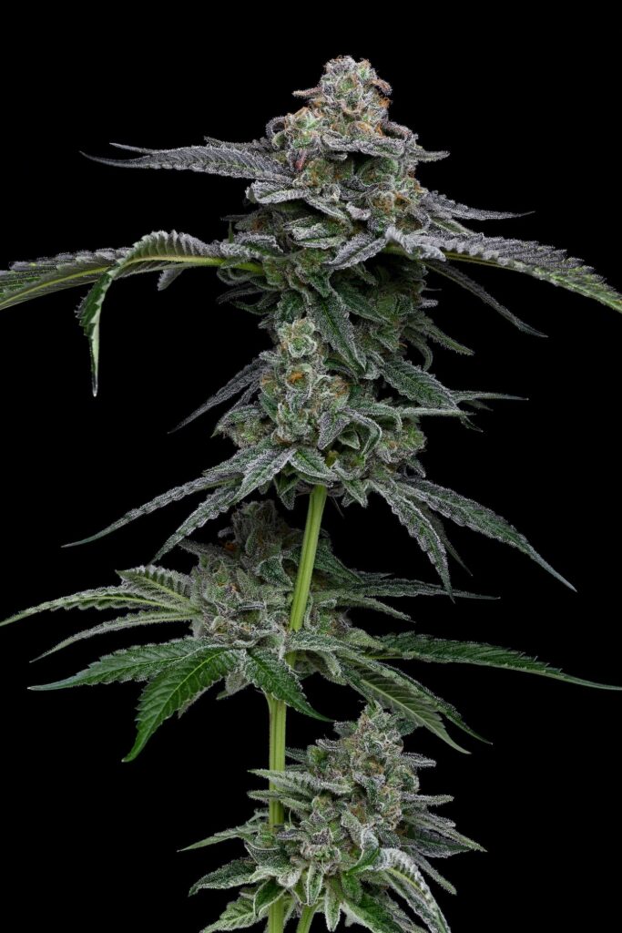 LOWD, OR’s Hawaiian Skunk Face. Hybrid. (David Downs/Leafly)