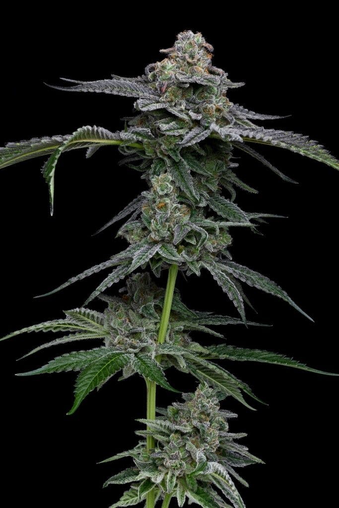 LOWD, OR’s Hawaiian Skunk Face. Hybrid. (David Downs/Leafly)