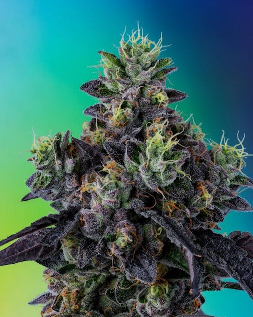 Cookies and Adam ‘Pacman’ Jones’ new Pacman. Indica hybrid. (Courtesy Cookies)