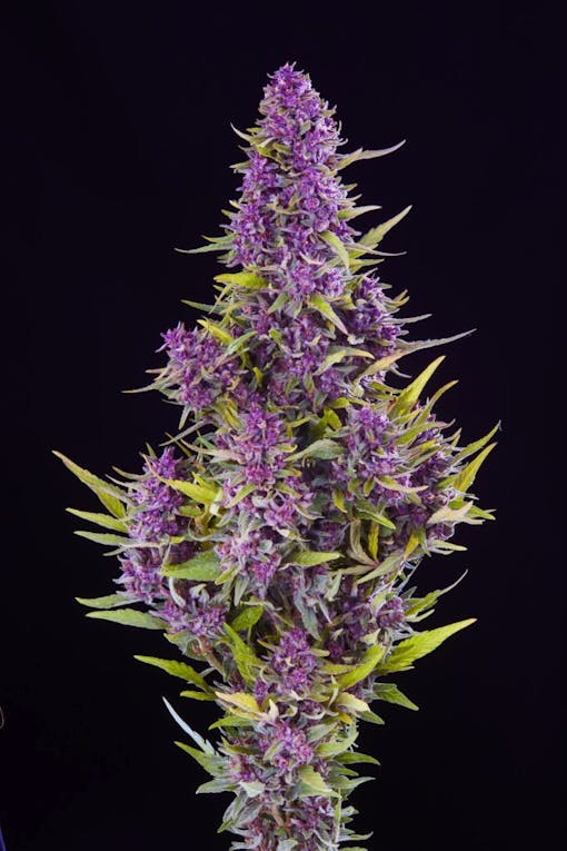 Pink Jesus. Sativa hybrid. (Courtesy Sonoma Hills Farm)