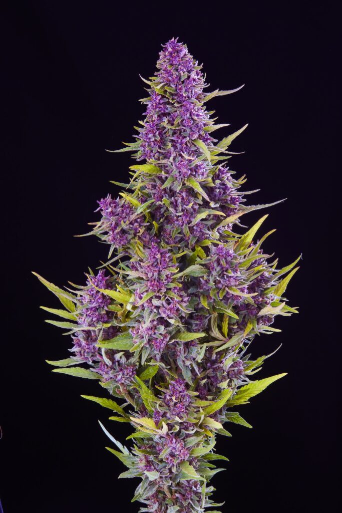 Pink Jesus. Sativa hybrid. (Courtesy Sonoma Hills Farm)