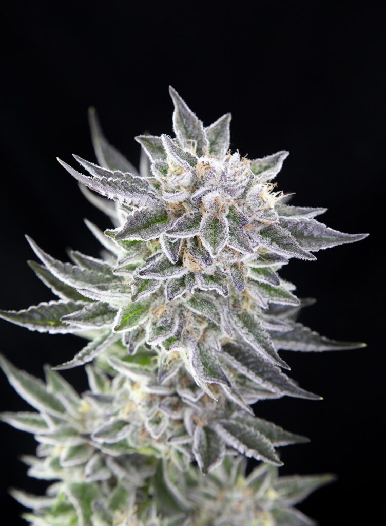 Falcanna, WA Sea Monkey. Indica hybrid. (Courtesy Falcanna)