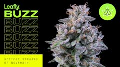 Leafly Buzz’s premium marijuana strain roundup includes Red Eye, Cherry Fade, and Sunrise Papaya. (David Downs, Sasha Beck/Leafly)
