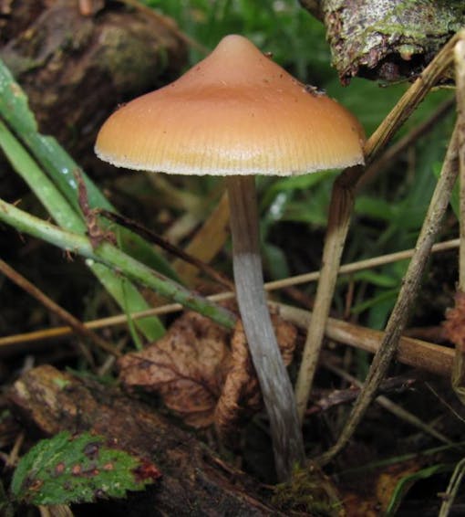 Flying Saucers (psilocybe azurescens) magic mushrooms
