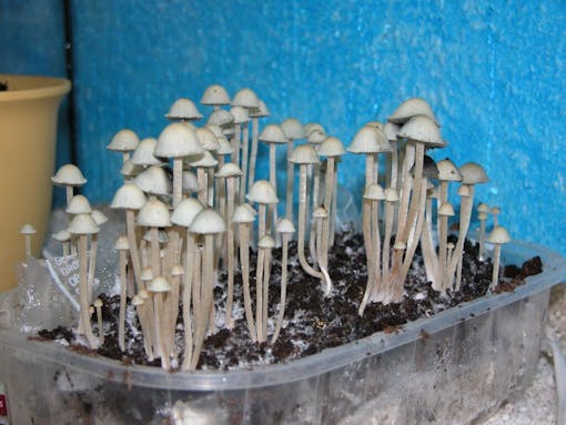 Blue Meanies (panaeolus cyanescens) magic mushrooms