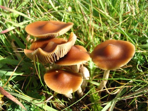 P. Subs (psilocybe subaeruginosa) magic mushrooms