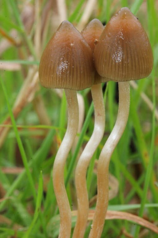 Liberty Caps (psilocybe semilanceata) magic mushrooms