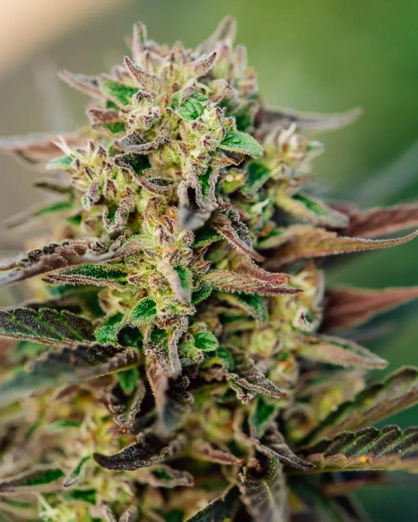 Atlas Seeds Tri Cross. (Courtesy of Atlas Seeds)