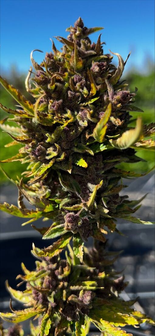 Mosca Seeds Gummy Mintz auto. (Courtesy Mosca Seeds)