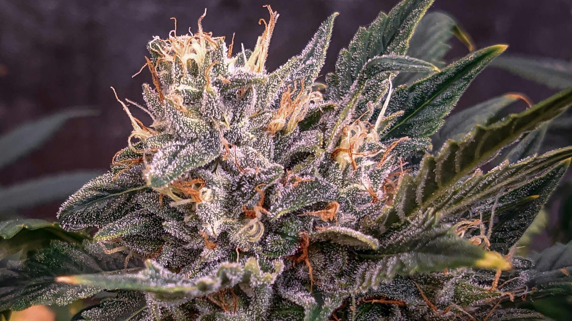 Who is the cannabis breeder Mephisto Genetics? image