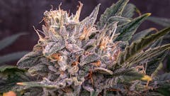 Like clockwork: Mephisto's Forgotten Cookies auto. (Courtesy Mephisto)