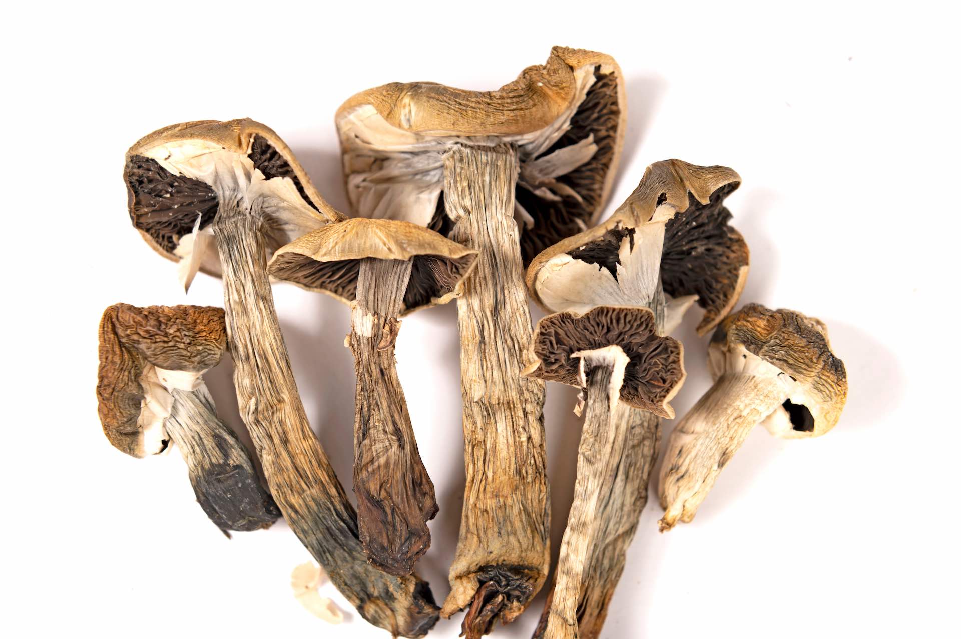 How to safely dry and store psychedelic mushrooms