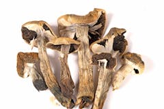 dried magic mushrooms