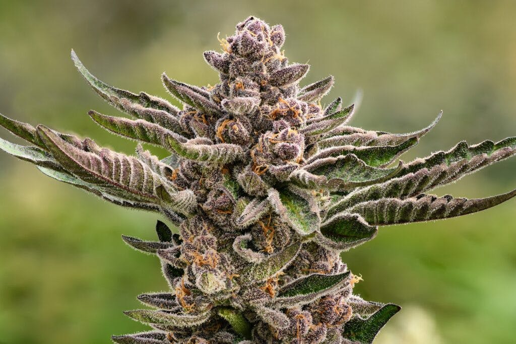 2022’s Leafly Strain of the Year is—Jealousy! Leafly