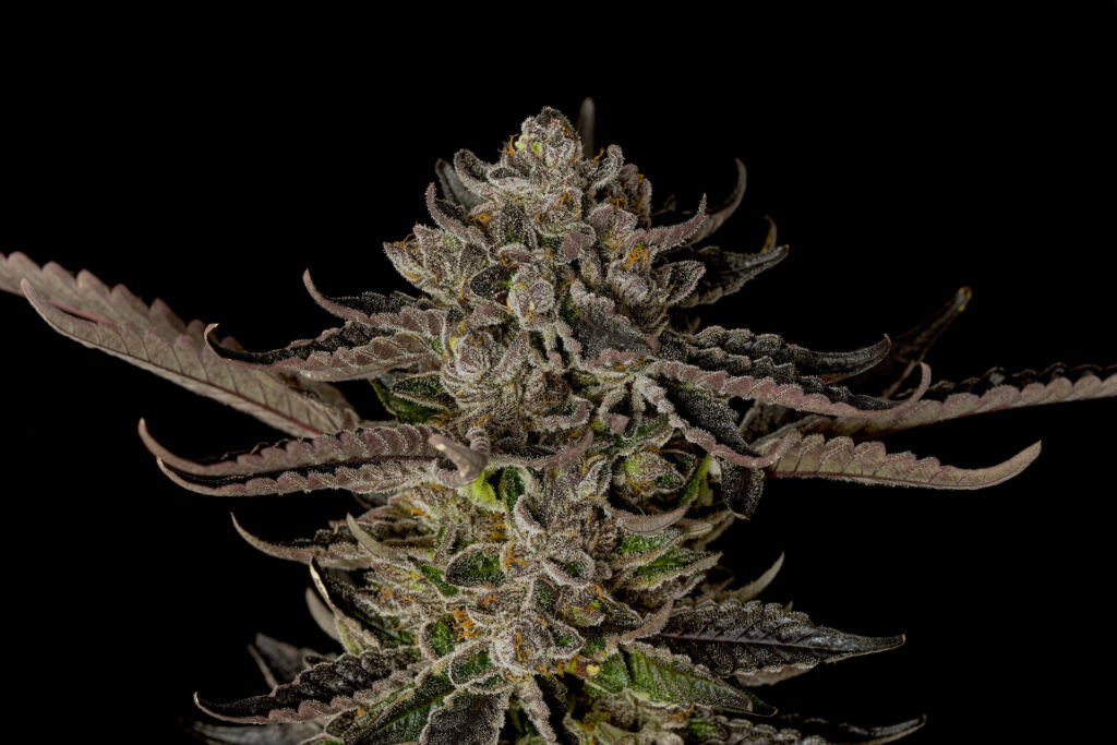 2022’s Leafly Strain of the Year is—Jealousy! Leafly