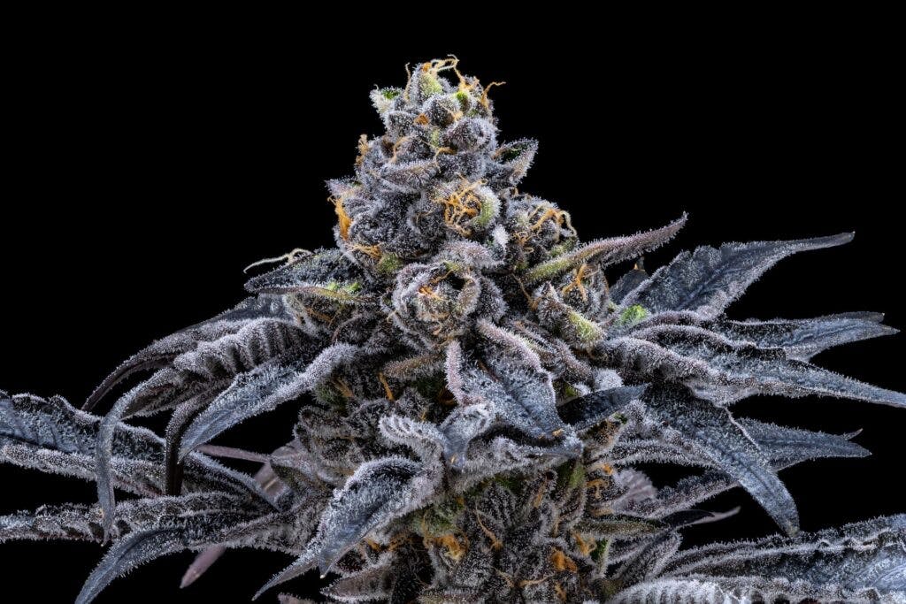 2022’s Leafly Strain of the Year is—Jealousy! Leafly