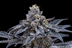 Jealousy up close. (Seven Leaves for Leafly)