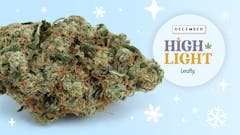 Each month, Leafly highlights a trending strain you should know about—we call it Leafly HighLight. This month Sour Diesel powers your New Year’s Eve.